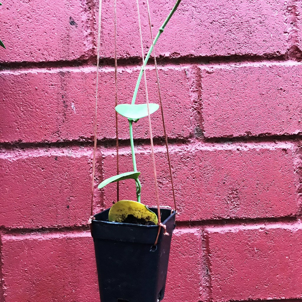  Hoya Kastbergii Plant