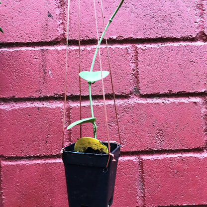  Hoya Kastbergii Plant
