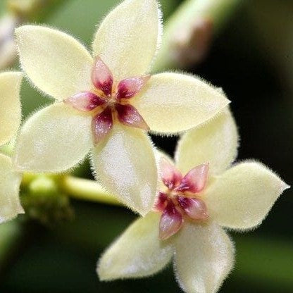  Hoya Kastbergii Plant