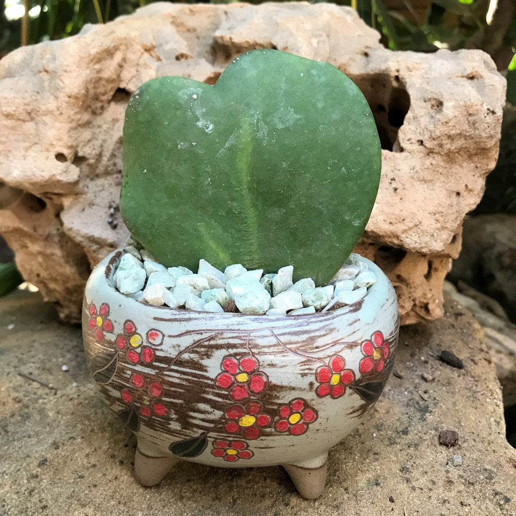  Hoya Kerrii Plant