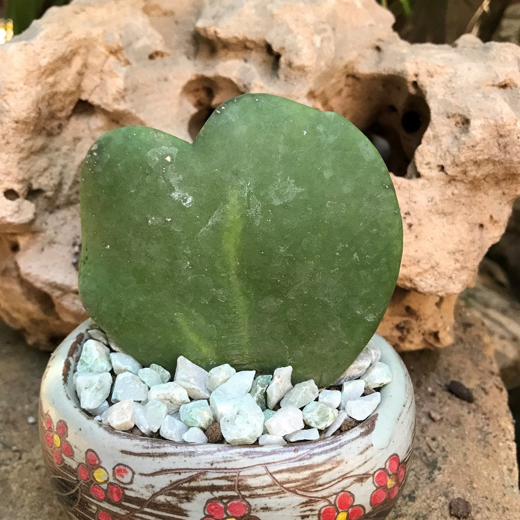  Hoya Kerrii Plant