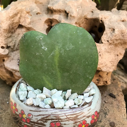  Hoya Kerrii Plant