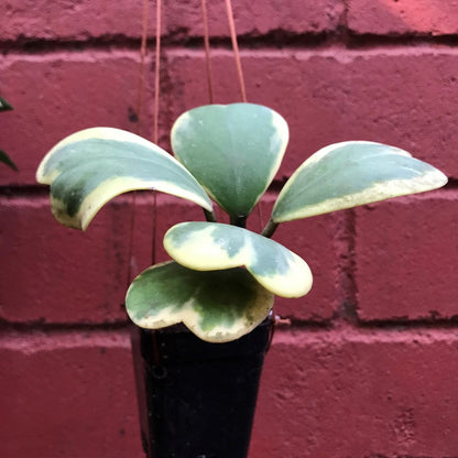  Hoya Kerrii Albomarginata Plant