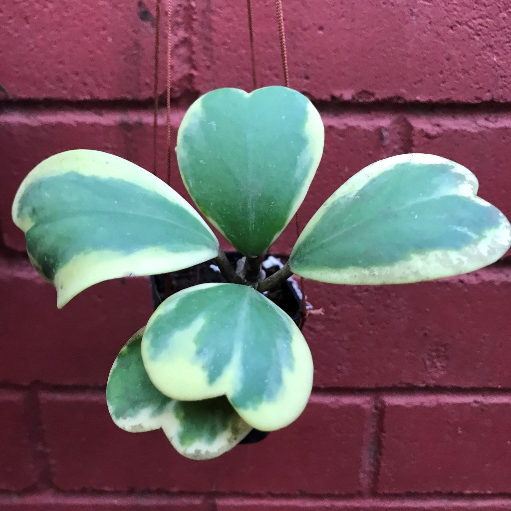  Hoya Kerrii Albomarginata Plant