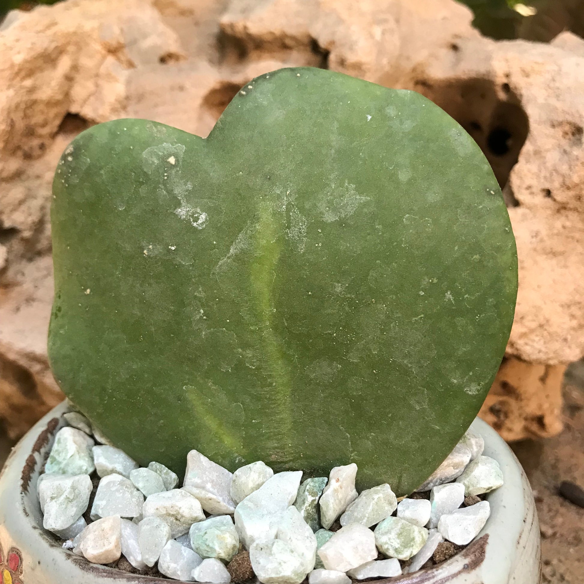  Hoya Kerrii Plant