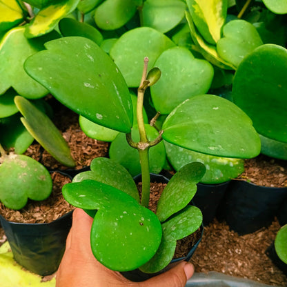  Hoya Kerrii Plant