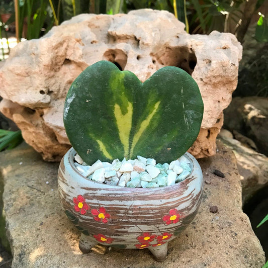  Hoya Kerrii Reverse Variegata Plant