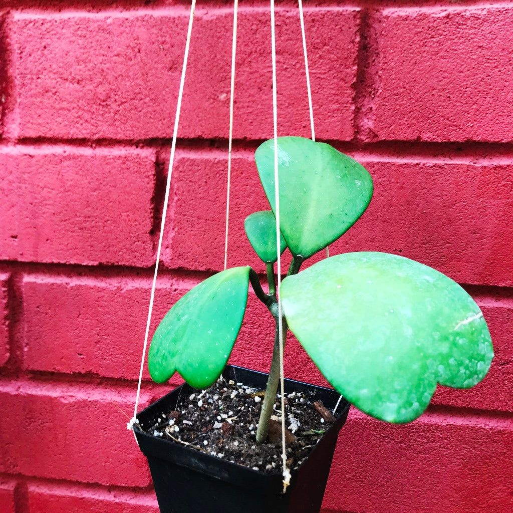  Hoya Kerrii Plant