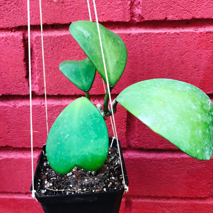  Hoya Kerrii Plant