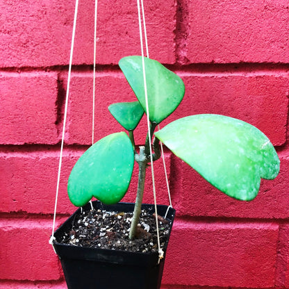  Hoya Kerrii Plant