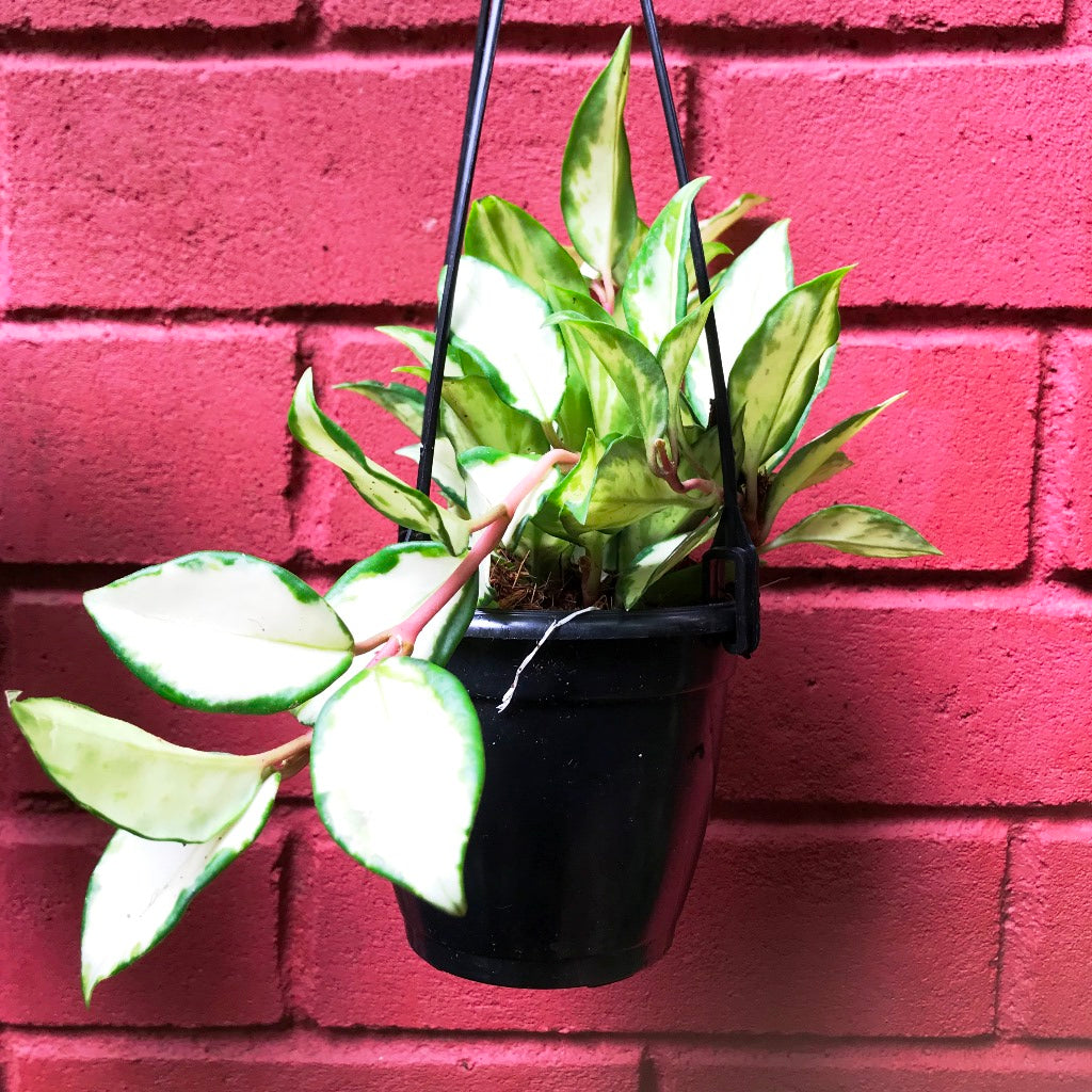  Hoya Krimson Princess Plant