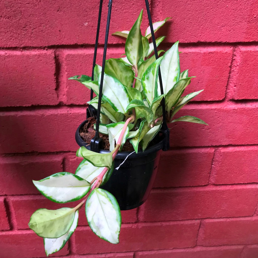  Hoya Krimson Princess Plant