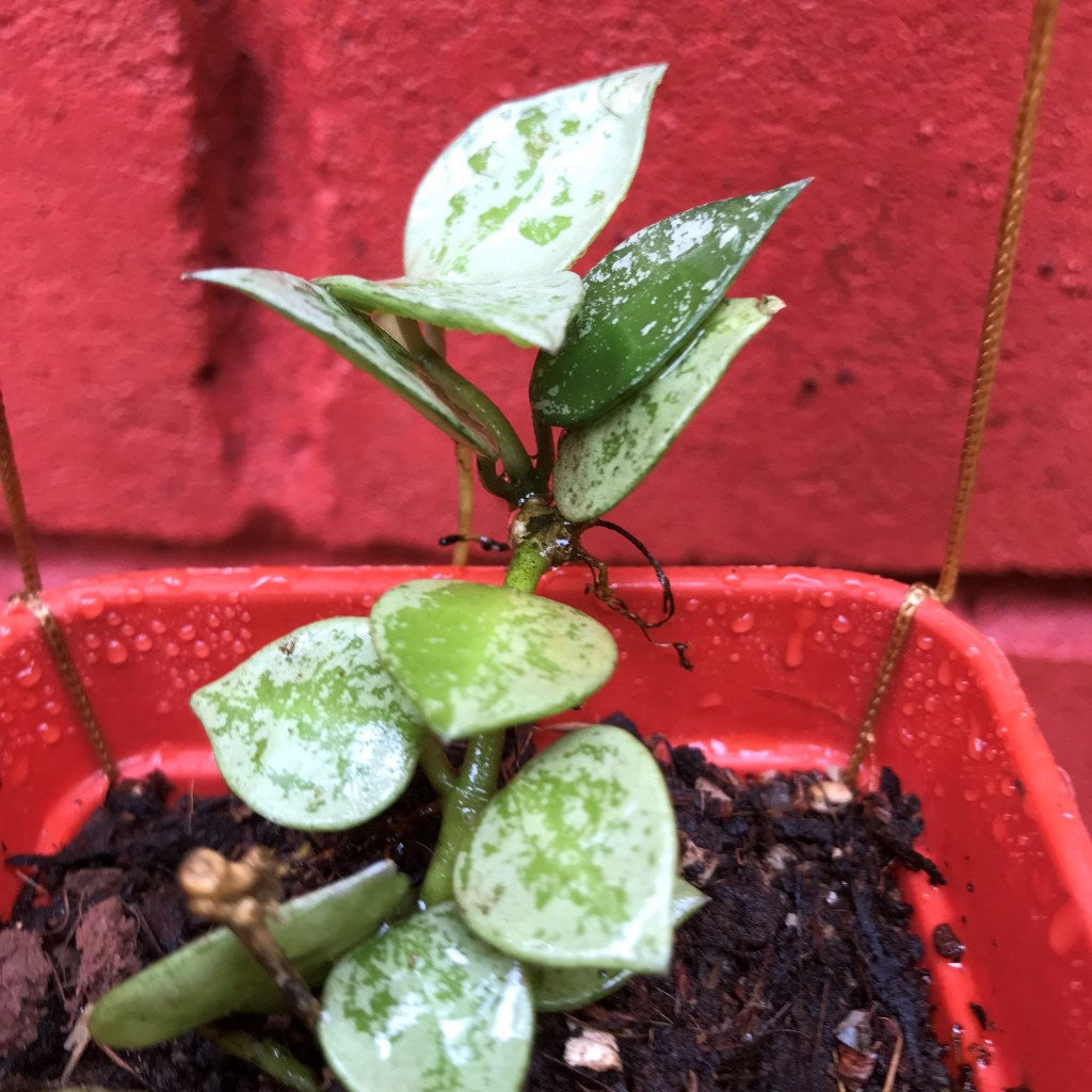  Hoya Krohniana Eskimo Splash Plant