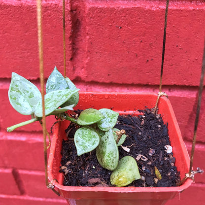  Hoya Krohniana Eskimo Splash Plant
