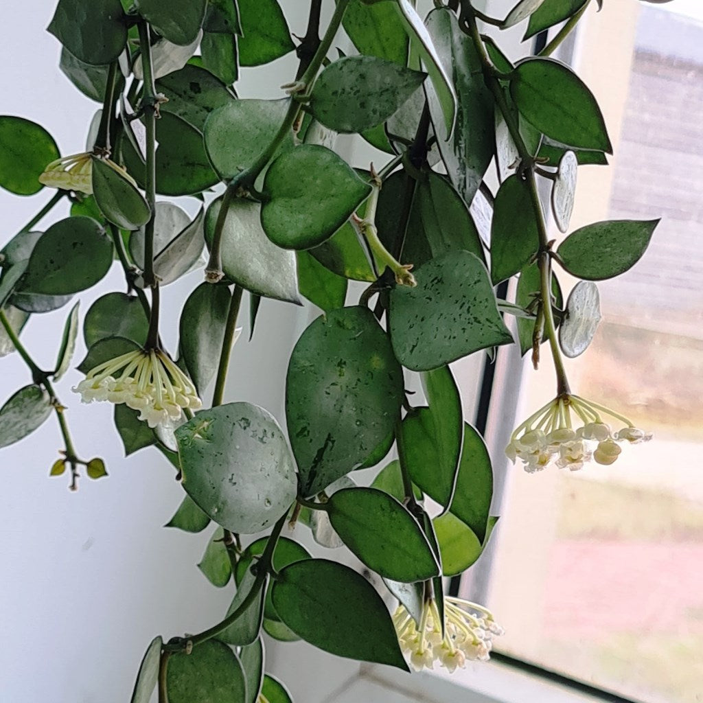  Hoya Krohniana Eskimo Splash Plant