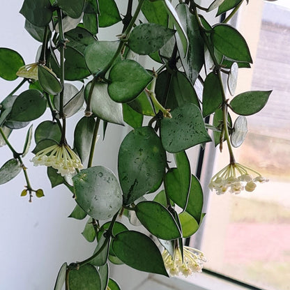  Hoya Krohniana Eskimo Splash Plant
