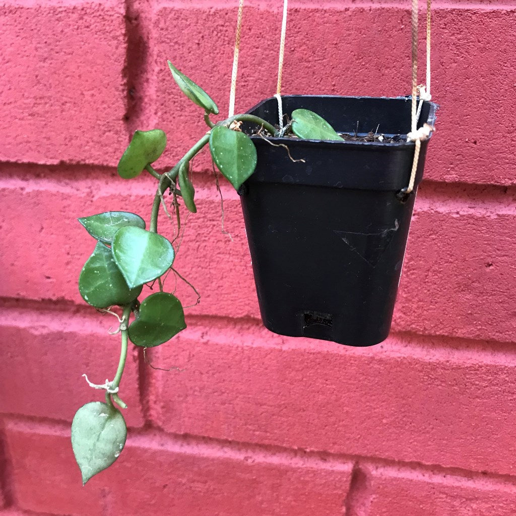  Hoya Krohniana Plant