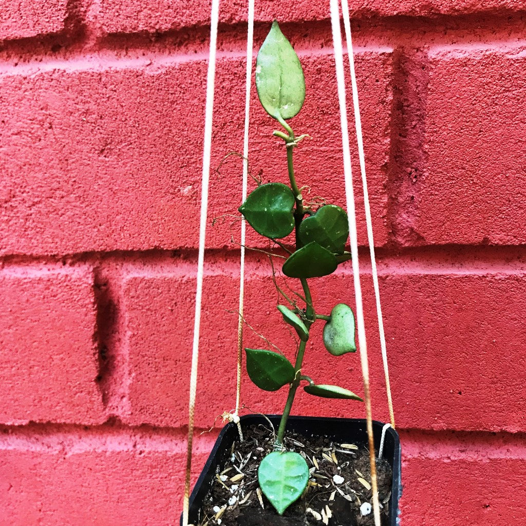  Hoya Krohniana Plant