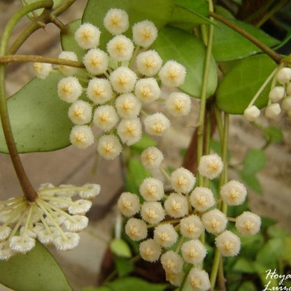  Hoya Lacunosa Plant