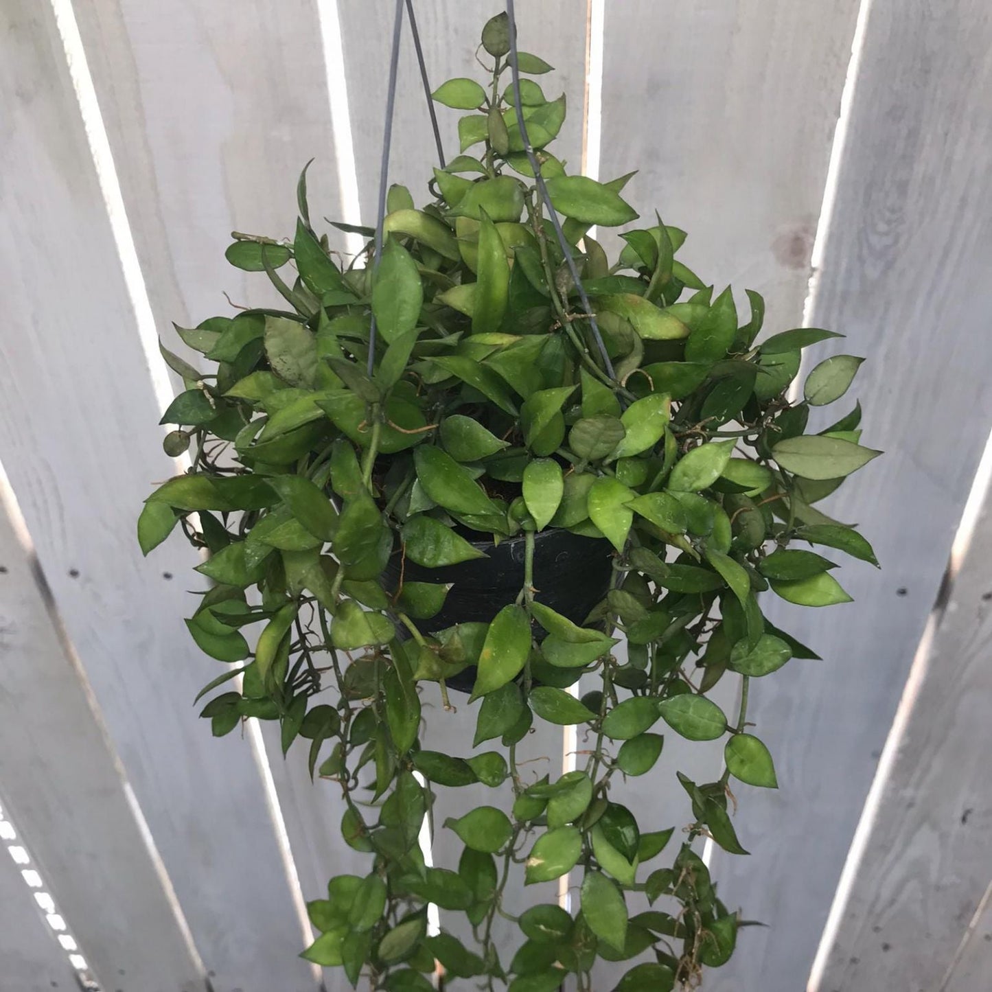  Hoya Lacunosa Plant