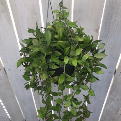  Hoya Lacunosa Plant