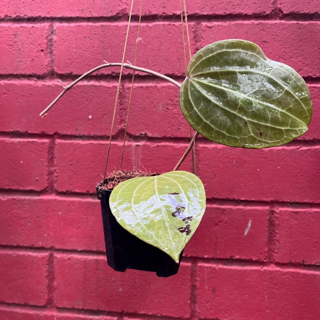  Hoya Latifolia Plant