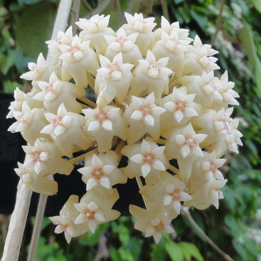  Hoya Latifolia Plant