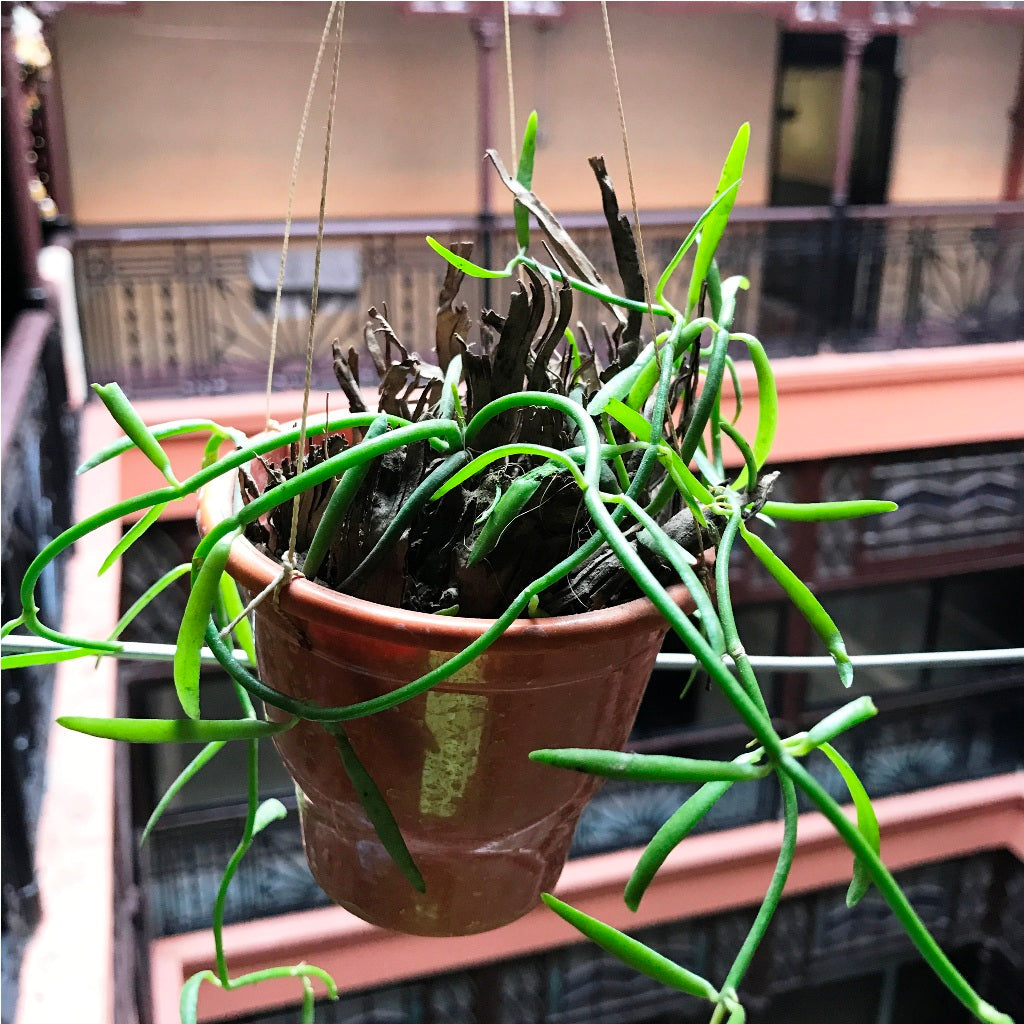 Dischidia Bengalensis Plant