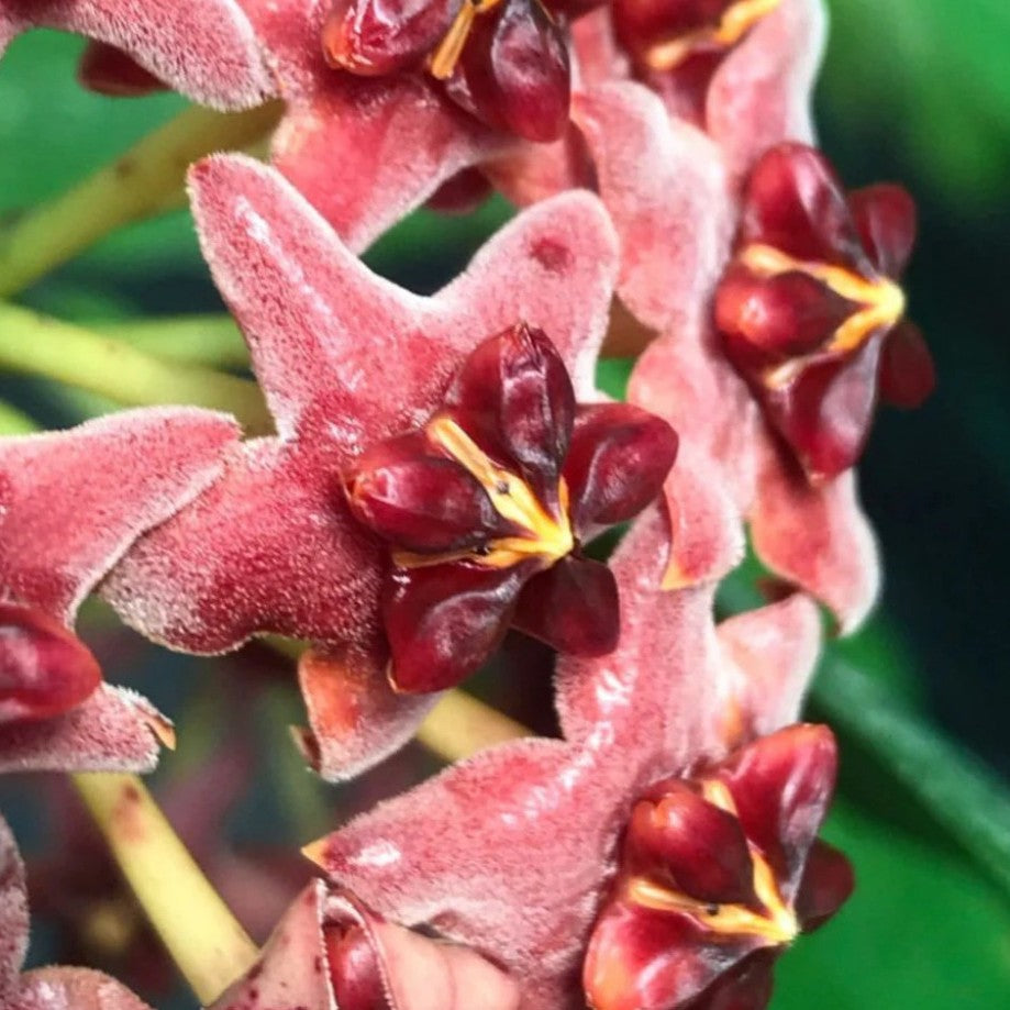  Hoya Lobbii Red Plant