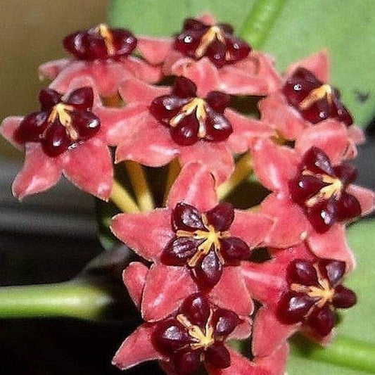  Hoya Lobbii Red Plant