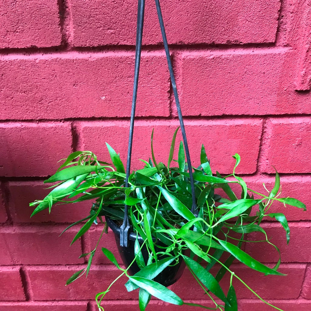  Hoya Longifolia China Beans Plant