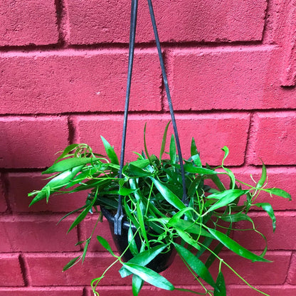  Hoya Longifolia China Beans Plant