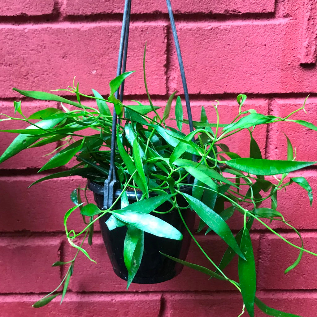  Hoya Longifolia China Beans Plant
