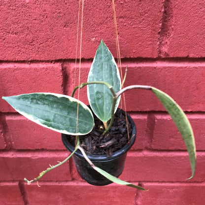  Hoya Macrophylla Albomarginata Plant