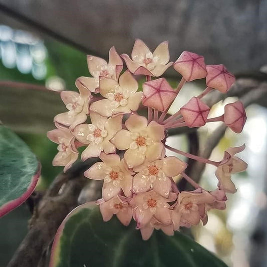  Hoya Macrophylla Albomarginata Plant