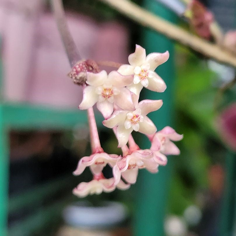  Hoya Macrophylla Albomarginata Plant
