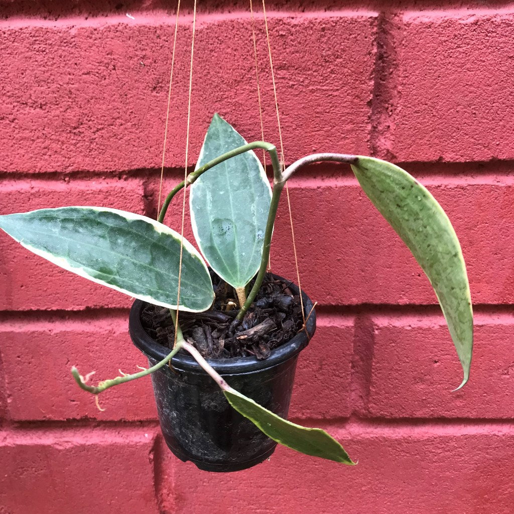  Hoya Macrophylla Albomarginata Plant