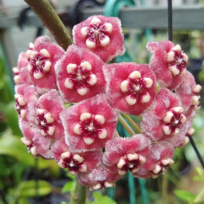  Hoya Meliflua Plant