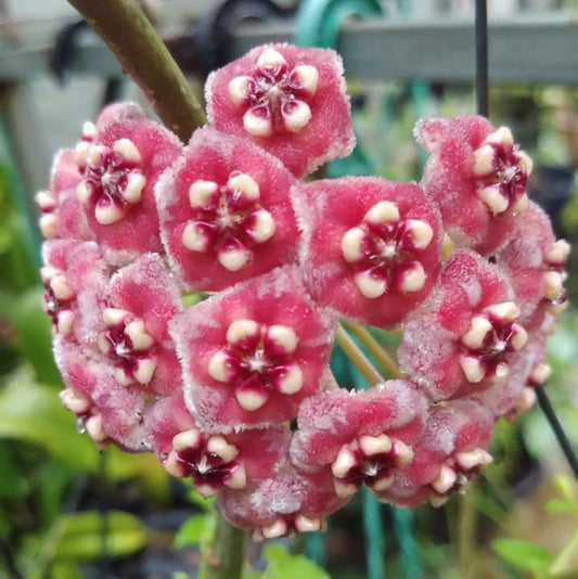  Hoya Meliflua Plant