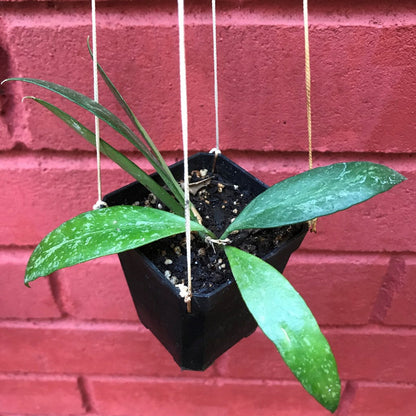  Hoya Memoria Plant