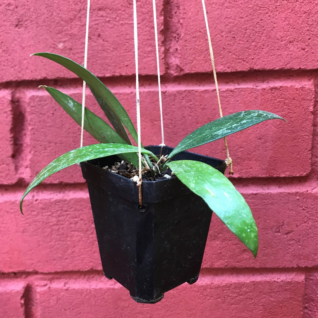  Hoya Memoria Plant