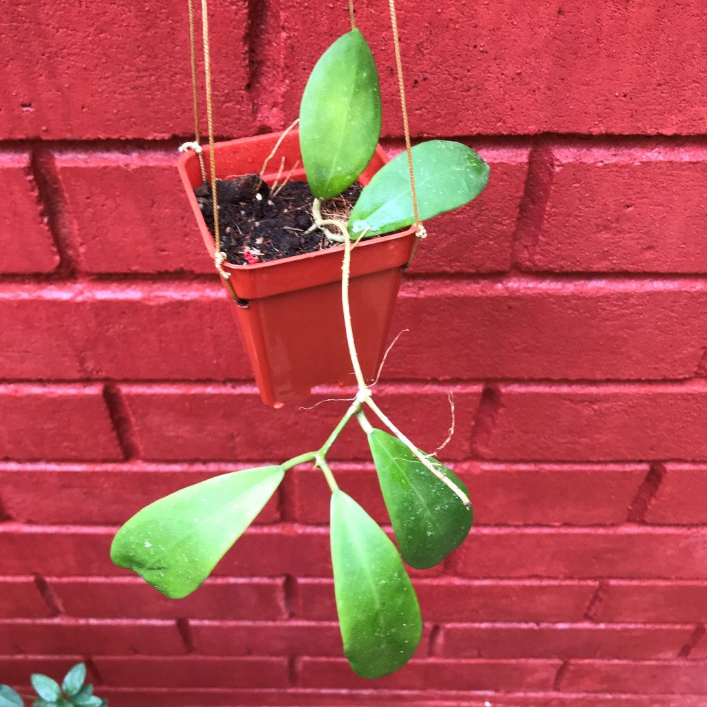  Hoya Mindorensis Red Star Plant