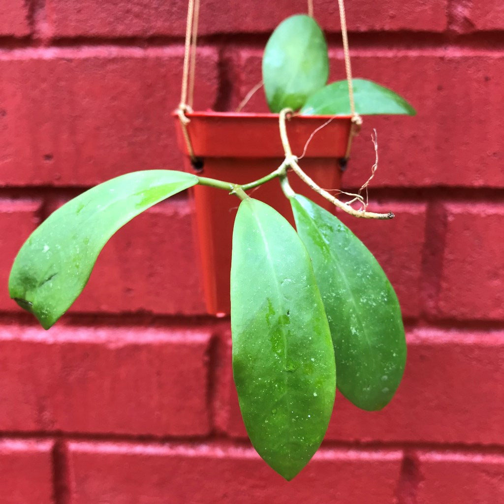  Hoya Mindorensis Red Star Plant