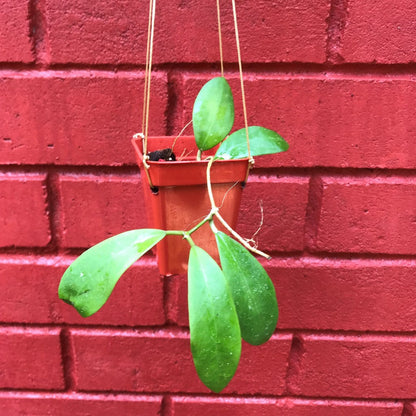  Hoya Mindorensis Red Star Plant