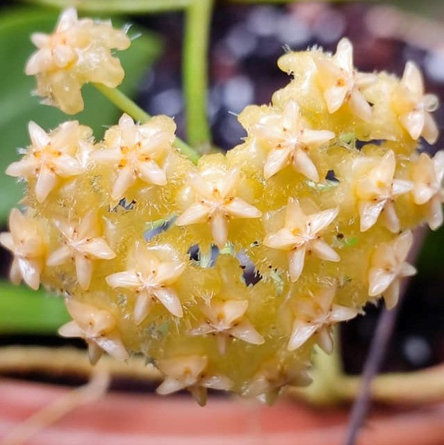  Hoya Mindorensis Yellow Plant