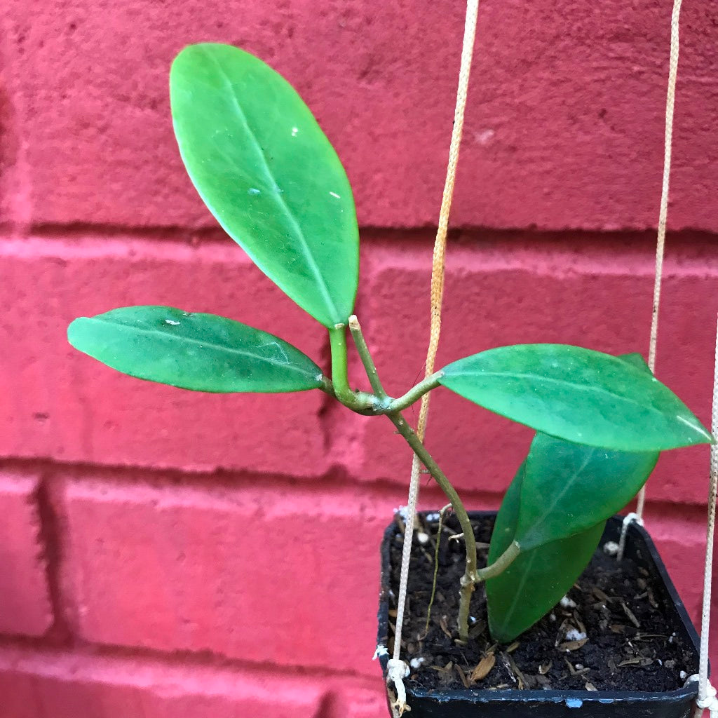 Hoya Mindorensis Yellow Plant