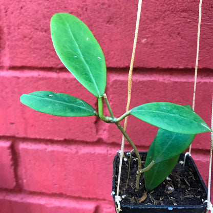  Hoya Mindorensis Yellow Plant