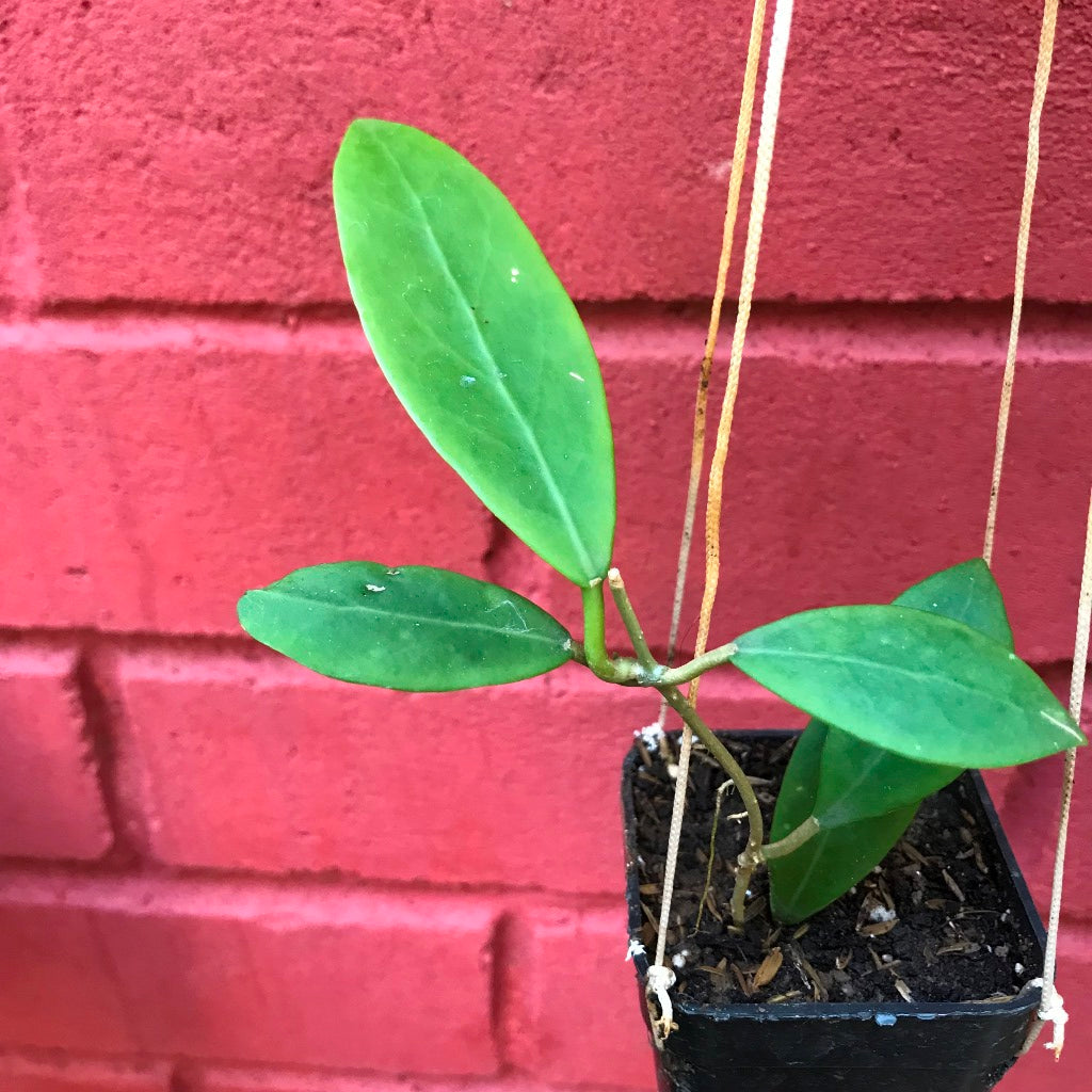  Hoya Mindorensis Yellow Plant