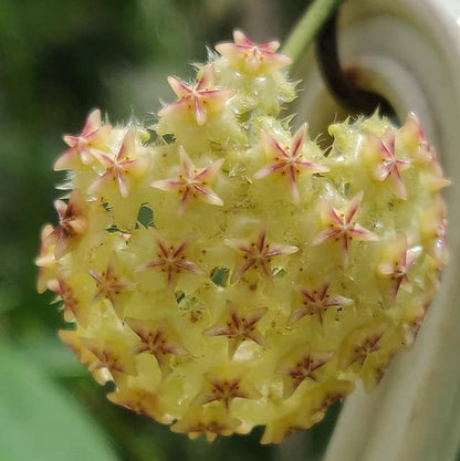  Hoya Mindorensis Yellow Plant