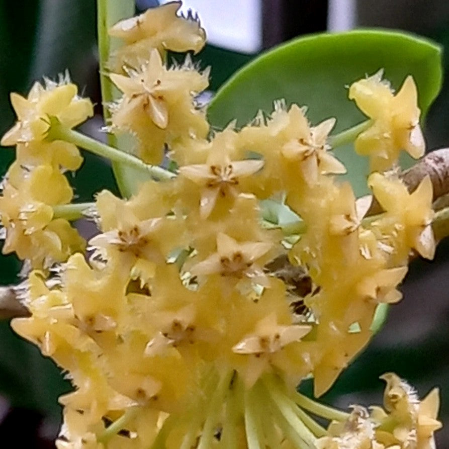  Hoya Mindorensis Yellow Plant